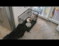 Dog opens cage to get food inside