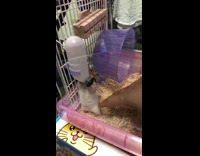 Brown and White Gerbil Hamster Gets Petted By Finger in Cage