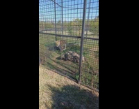 Tiger pees on the grass inside the large cage
