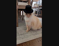 Light golden cat wears black top hat
