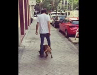 puppy walks through mans legs