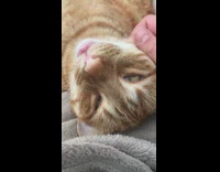 Pet cat fell asleep on the neck massage