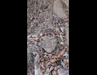 Man rescues a baby wild boar