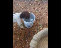 Dog dip play with water in bucket