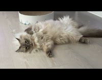 Pet cat lie down still on the floor beside its bed