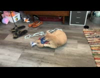 Cat gets excited on bag of potatoes