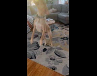 Dog jumps to reach toy on pole