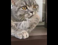 Grey cat orange eyes grooms paw 