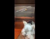 Dog standing on top of red fan blowing up 