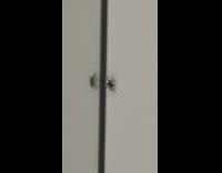 Spider on wall dance with itself mirror