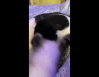 Cat grooming licking head of another cat laying down