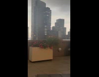 Submitter show flowers blown sideways by wind