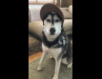 Husky dog wears straw visor hat 
