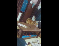 Collab Pets_For_All - Bored Furry Dog Looks Around at Home