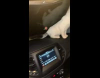 Collab BitchMP - Girl rescues and grabs white cat from road 