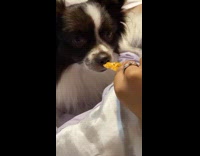 Girl tells dog to gently take the food