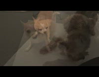 Two pet dogs play and fights with each other