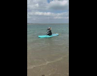 Dog swims in lake climbs on paddleboard