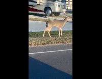 Deer with hanging testicles roaming the streets 