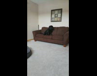 black dog running on top of sofa with remote in mouth