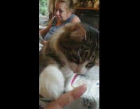 Brown white cat looks at dessert cup 