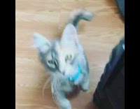 Grey kitten blue collar meows mirror reflection 