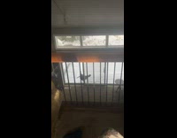 Wild Turkey wants to come inside the glass door