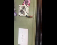 Huge centipede crawl out from device on wall