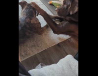 Dog push face of other dog on floor