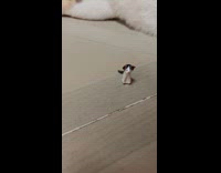 Cat lays on floor with cat toy
