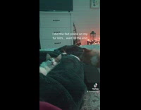 Pets on bed react to owners fart prank 