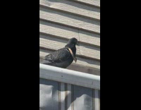 Pigeon with Necklace Looks Around from Roof