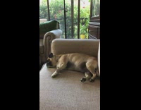 Dog gets up to go to nordstrom