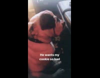 white brown dog stares at owners cookie 