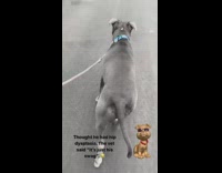 Dog walks funny doctors says its swagger
