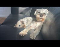 Pet dog on the couch begs to be petted by owner