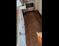 Dog Sticks Out Head behind Table for Food