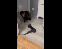 Collab PLC - Man slap touch and slap massage tool on floor