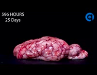 Pig brain rot time lapse compilation video