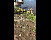 Baby duck bullies pigeons