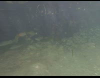 Swim under the sea with fish and other sea creatures 