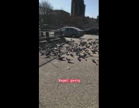 bagel party pigeons crowd on floor