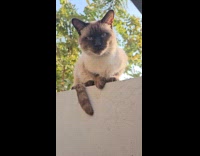Pet cat Siamese on top of wall