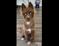 Brown dog with beautiful blue eyes 