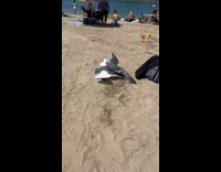 Two Seagulls Fight One Another Among People