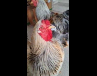 Rooster crowing gets disrupted 