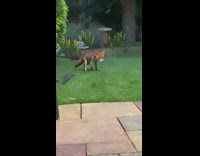 Fox takes food and then comes back with friends 