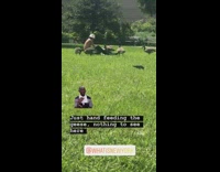 Shirtless man white hat feeds geese with his hands at the park on grass