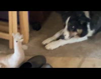 Dog stares at chicken toy on floor