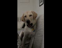 Collab Clips MPUGC - Dog has witching hour every night 